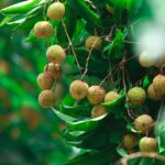 Vega extra 130 tablet yan etkileri