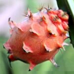 Kamagra jel alkol ile kullanılır mı