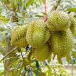 Çin topu hap eczanelerde bulunur mu