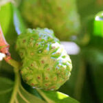 Cobra hapı kullanım faydaları