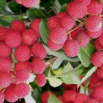 Kamagra jel erkeklerde kullanımı